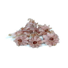 Flor de Hibisco
